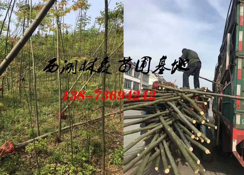 欒樹(shù)基地價(jià)格|3-4公分欒樹(shù)價(jià)格|5-6公分欒樹(shù)價(jià)格