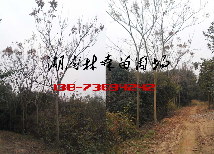欒樹(shù)15公分-18公分-20公分欒樹(shù)價(jià)格