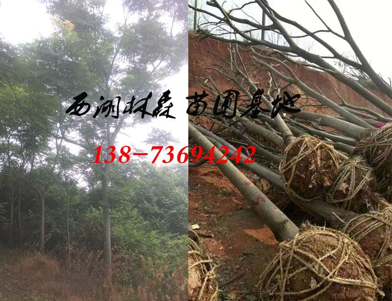 欒樹(shù)基地|18-20公分欒樹(shù)價(jià)格|8-15公分欒樹(shù)價(jià)格
