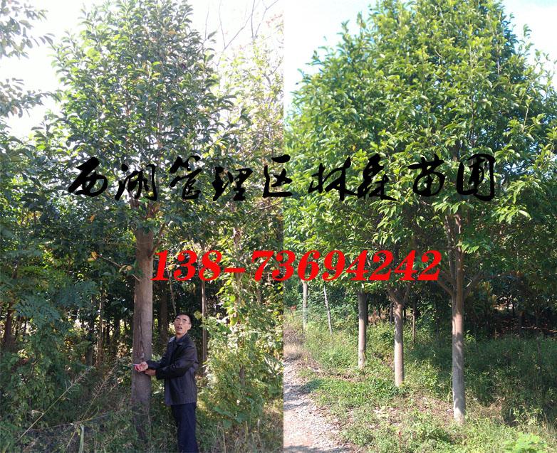 樂(lè)昌含笑12公分15公分18公分樂(lè)昌含笑價(jià)格